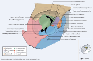 Orbita Anatomie Entwicklung Und Fehlbildungen SpringerLink orbita-anatomie-entwicklung-und-fehlbildungen-springerlink