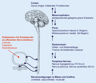 Afferente Nervenbahnen des unteren Harntraktes | SpringerLink
