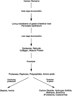 Review of human decomposition processes in soil | SpringerLink