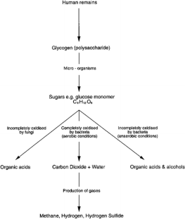 Review of human decomposition processes in soil | SpringerLink