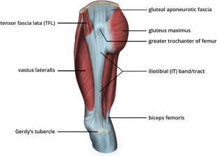The iliotibial tract: imaging, anatomy, injuries, and other pathology