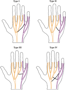 The clinical anatomy of the communications between the radial and ulnar