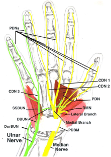 A comprehensive review of motor innervation of the hand: variations and
