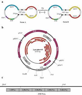 The 2 micron plasmid: a selfish genetic element with an optimized ...