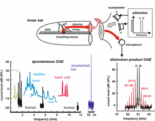 Otoacoustic emissions from insect ears: evidence of active hearing ...