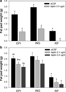 fig apoptosis marrow injections hypothalamus peripheral leptin ventromedial adipocyte rat increase bone fat into