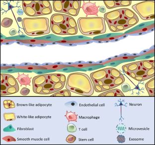 Perivascular Adipose Tissue: the Sixth Man of the Cardiovascular System ...