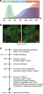 Human Induced Pluripotent Stem Cell-Derived Cardiomyocytes as a Model