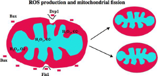 Mitochondrial Medicine for Aging and Neurodegenerative Diseases