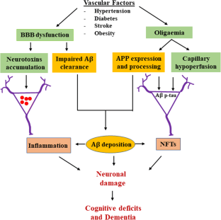 The Role of Neurovascular System in Neurodegenerative Diseases ...