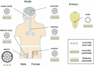 Sperm dysfunction and ciliopathy | SpringerLink