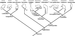 The phylogenetic system of primates—character evolution in the light of ...