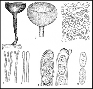 Taxonomy and phylogeny of operculate discomycetes: Pezizomycetes ...