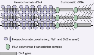 To be or not to be in the nucleolus | Nature Cell Biology