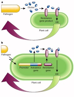 Engineering Disease Resistance In Plants | Nature