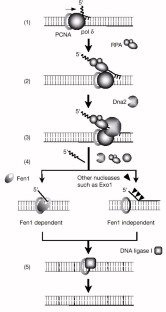 okazaki fragment sequencing