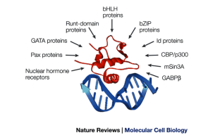 The ETS-domain transcription factor family | Nature Reviews Molecular ...