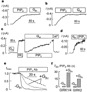 Direct activation of inward rectifier potassium channels by PIP 2 and