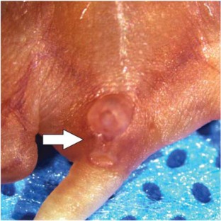 A comparison of sexing methods in fetal mice | Lab Animal