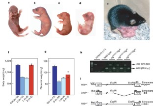 mice birth parthenogenetic develop adulthood