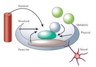 The stem-cell niche as an entity of action | Nature