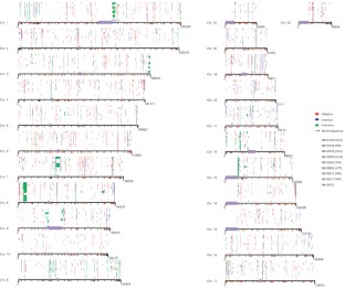 Mapping and sequencing of structural variation from eight human genomes ...