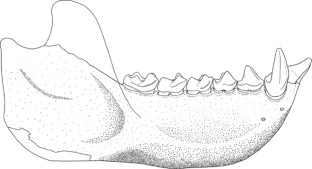 Convergent evolution of anthropoid-like adaptations in Eocene adapiform ...