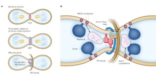 Mitochondrial form and function | Nature