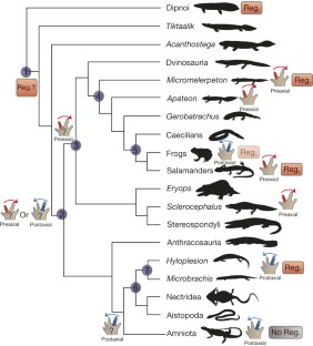 Deep-time evolution of regeneration and preaxial polarity in tetrapod ...