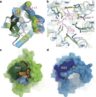 Activation Mechanism Of Endothelin ET B Receptor By Endothelin-1 | Nature