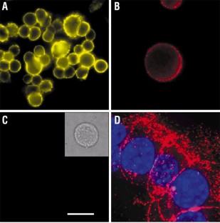 Semiconductor nanocrystals as fluorescent biological labels
