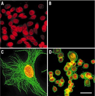 Immunofluorescent labeling of cancer marker Her2 and other cellular targets with semiconductor ...
