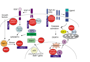 chaperone proteins help other proteins chaperone proteins help other proteins