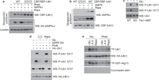AMPK and mTOR regulate autophagy through direct phosphorylation of Ulk1 ...