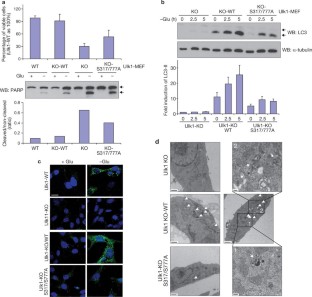 AMPK and mTOR regulate autophagy through direct phosphorylation of Ulk1 ...