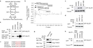 RNF146 is a poly(ADP-ribose)-directed E3 ligase that regulates axin ...