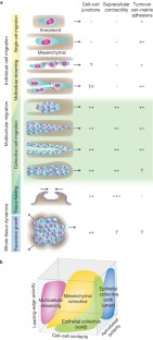 Classifying collective cancer cell invasion | Nature Cell Biology