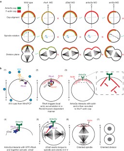 bi polar caps in signal path bi polar caps in signal path