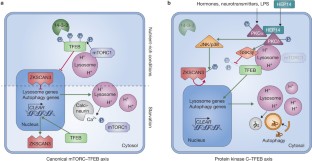 Turn up the lysosome | Nature Cell Biology