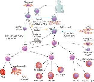 Progress towards generation of human haematopoietic stem cells | Nature ...