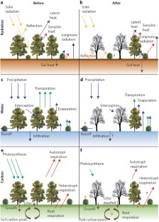 Consequences Of Widespread Tree Mortality Triggered By Drought And ...