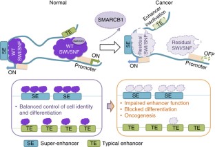 SMARCB1-mediated SWI/SNF complex function is essential for enhancer ...