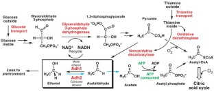 Resurrecting ancestral alcohol dehydrogenases from yeast | Nature Genetics