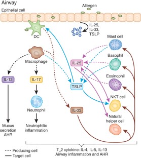 The many paths to asthma: phenotype shaped by innate and adaptive ...