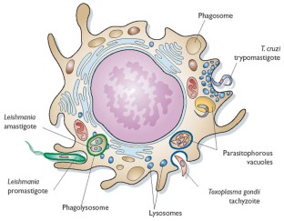 Evasion of innate immunity by parasitic protozoa | Nature Immunology