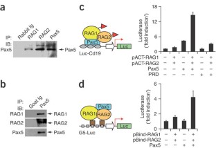 Transcription factor Pax5 (BSAP) transactivates the RAG-mediated VH-to ...