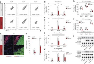 Myocardial healing requires Reg3β-dependent accumulation of macrophages ...
