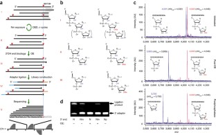 Nm-seq maps 2′- O -methylation sites in human mRNA with base precision ...