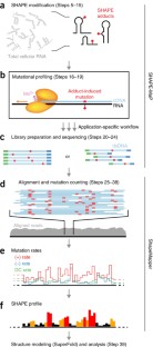 Selective 2′-hydroxyl acylation analyzed by primer extension and ...