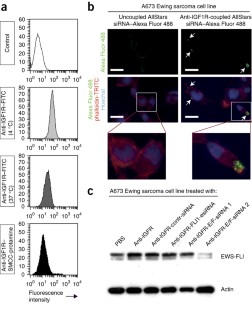 composition of antibody versus protein scaffold composition of antibody versus protein scaffold